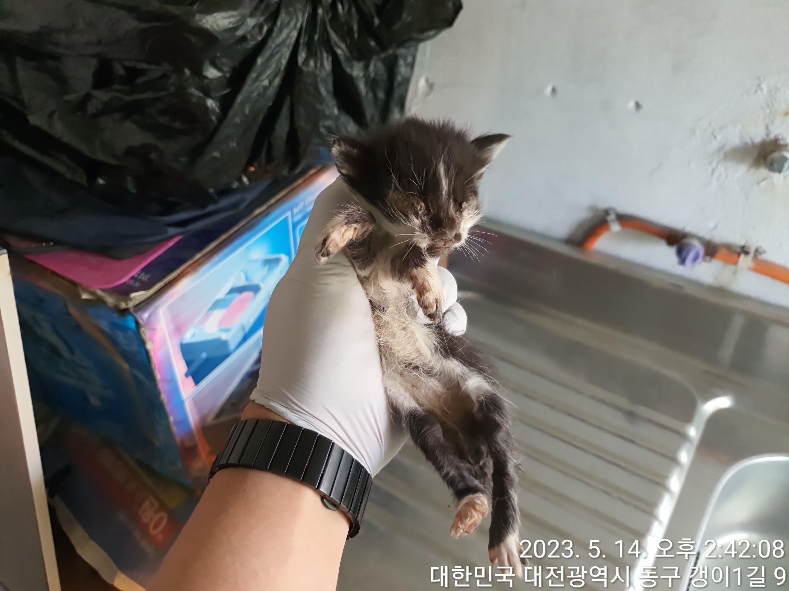 대전동물보호센터_430364202300149