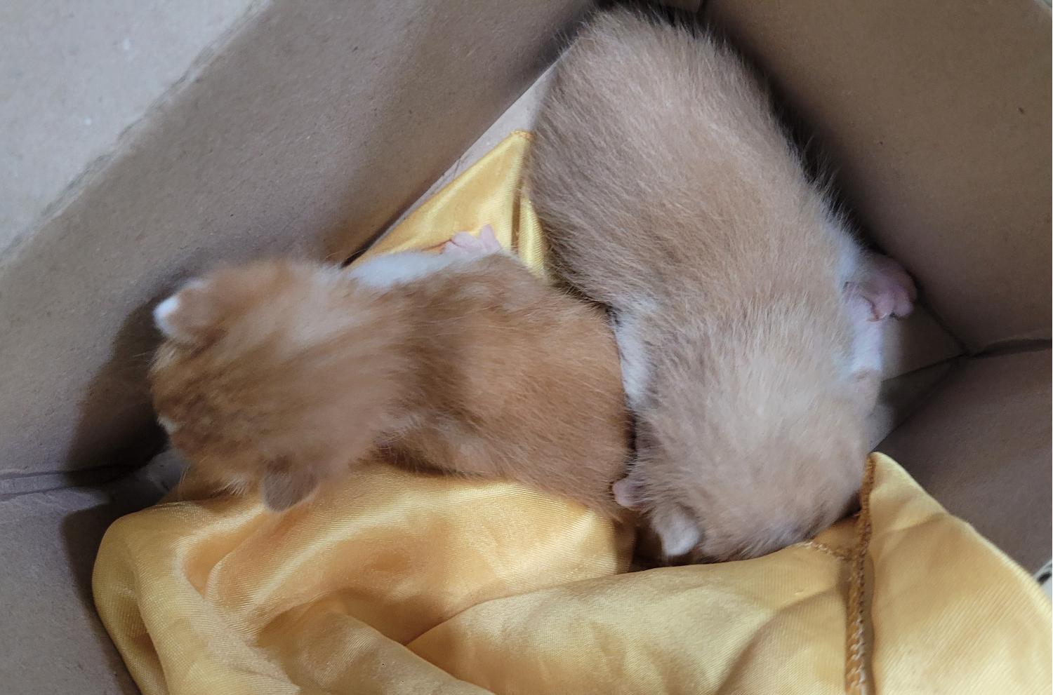 대구유기동물보호협회_427345202300295
