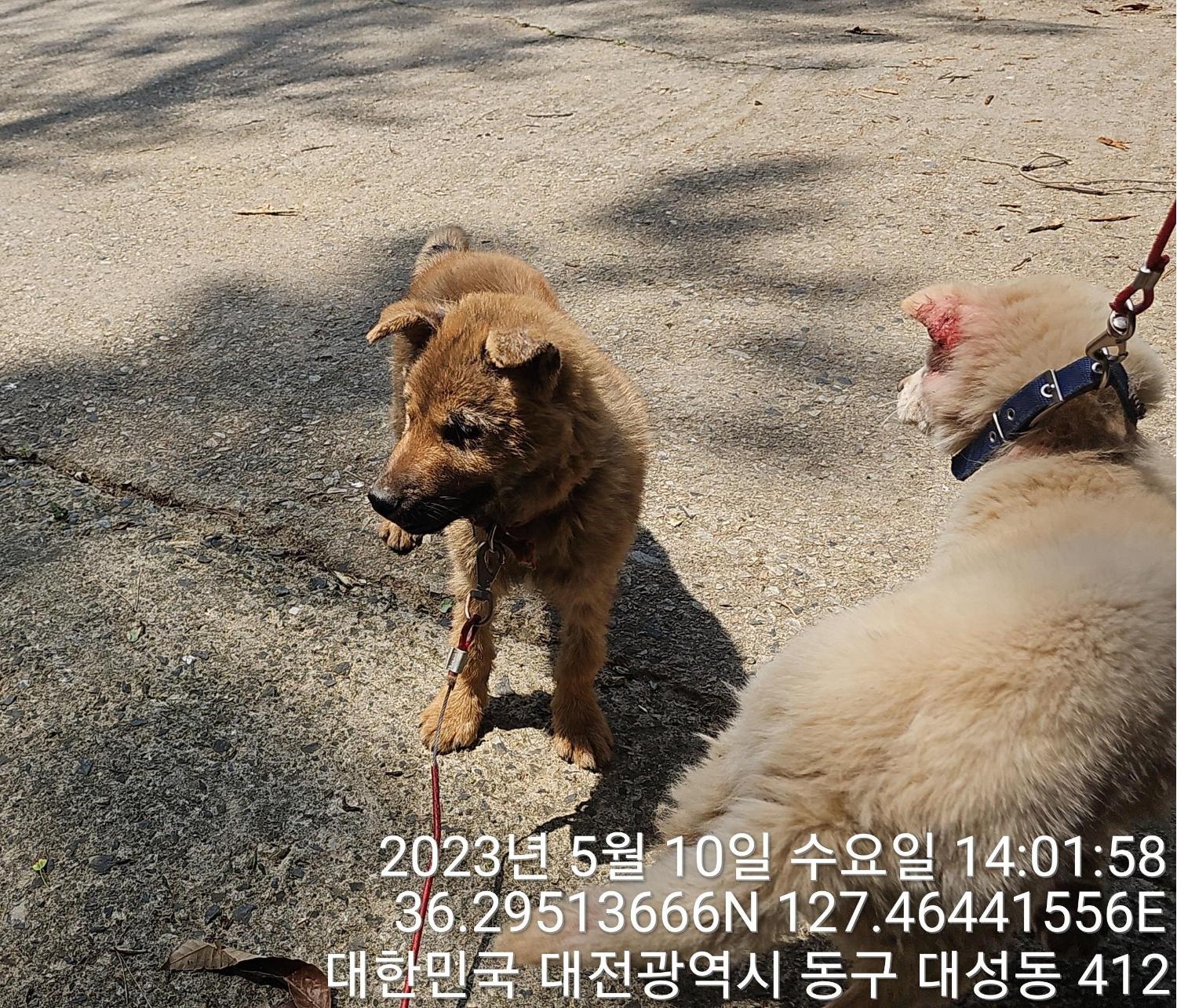 대전동물보호센터_430364202300143