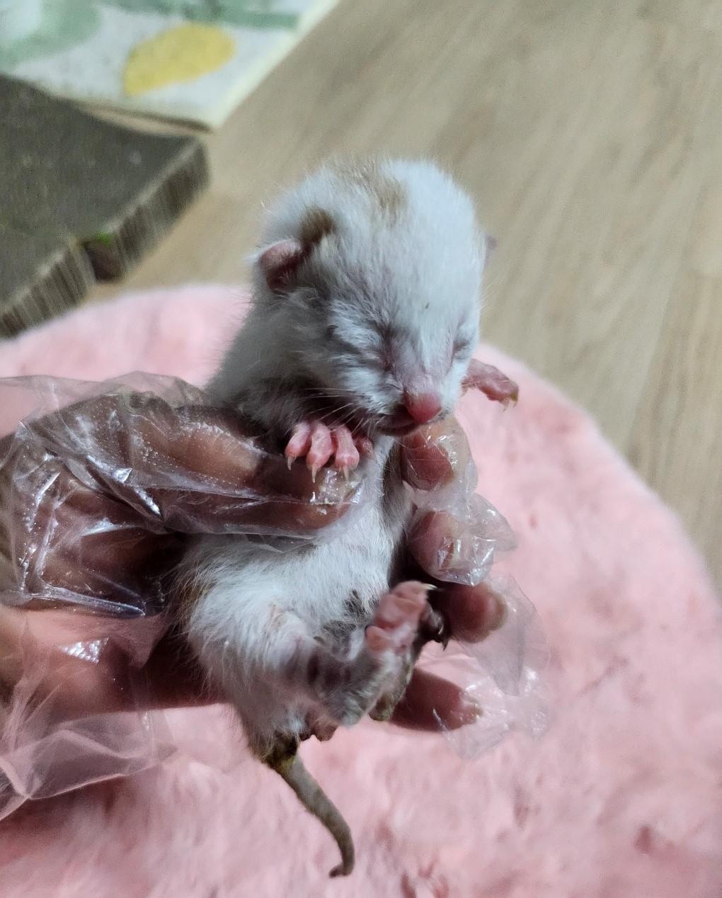 울산유기동물보호센터_431372202300204