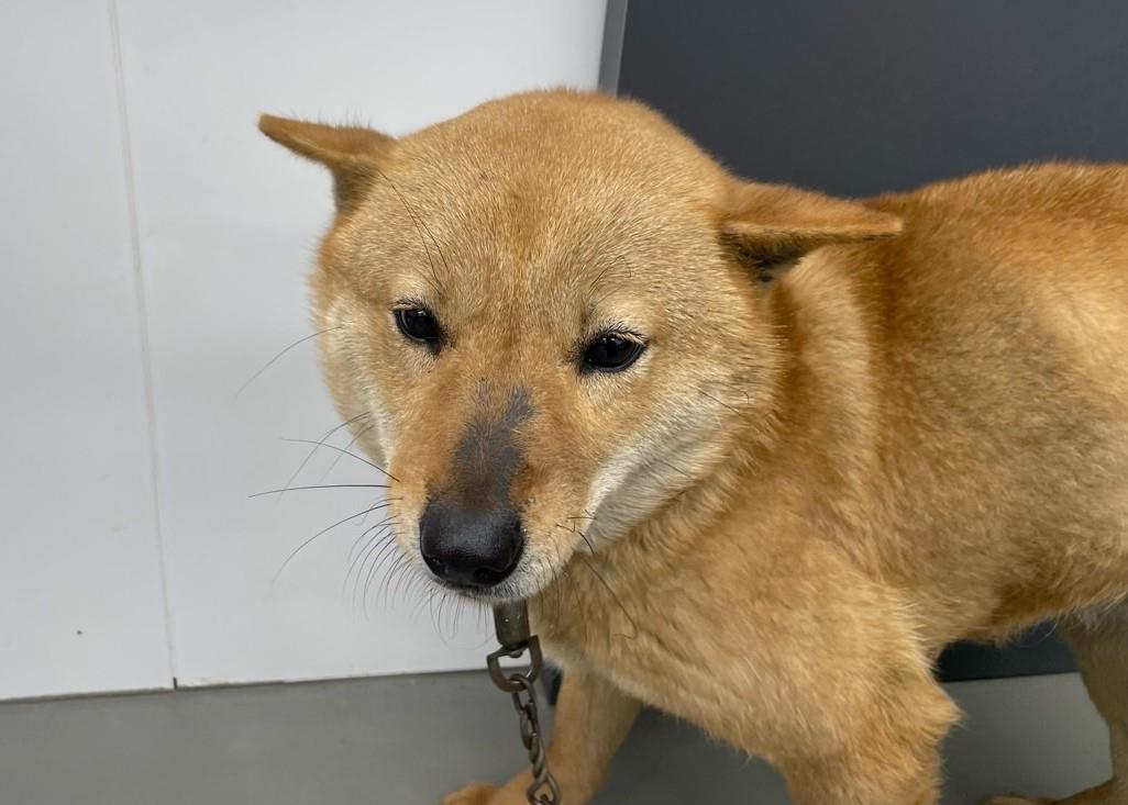 대전동물보호센터_430364202300152