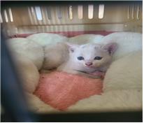 (사)유기동물및동물보호관리협회_426339202300089