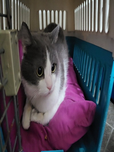 누리동물병원_426340202300116