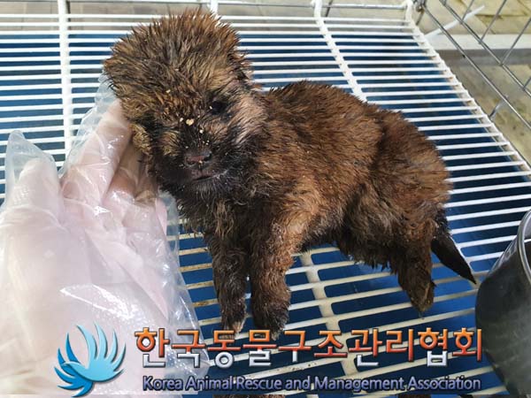 한국동물구조관리협회_441414202300325