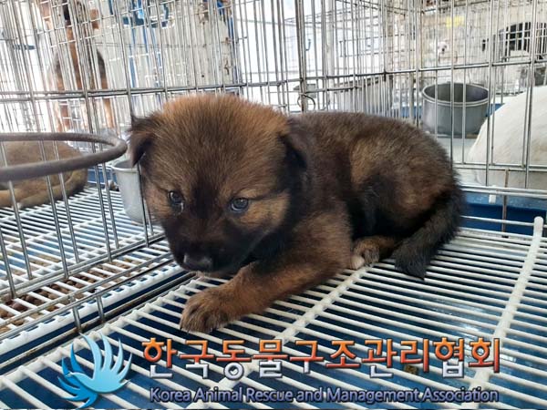 한국동물구조관리협회_411312202300311