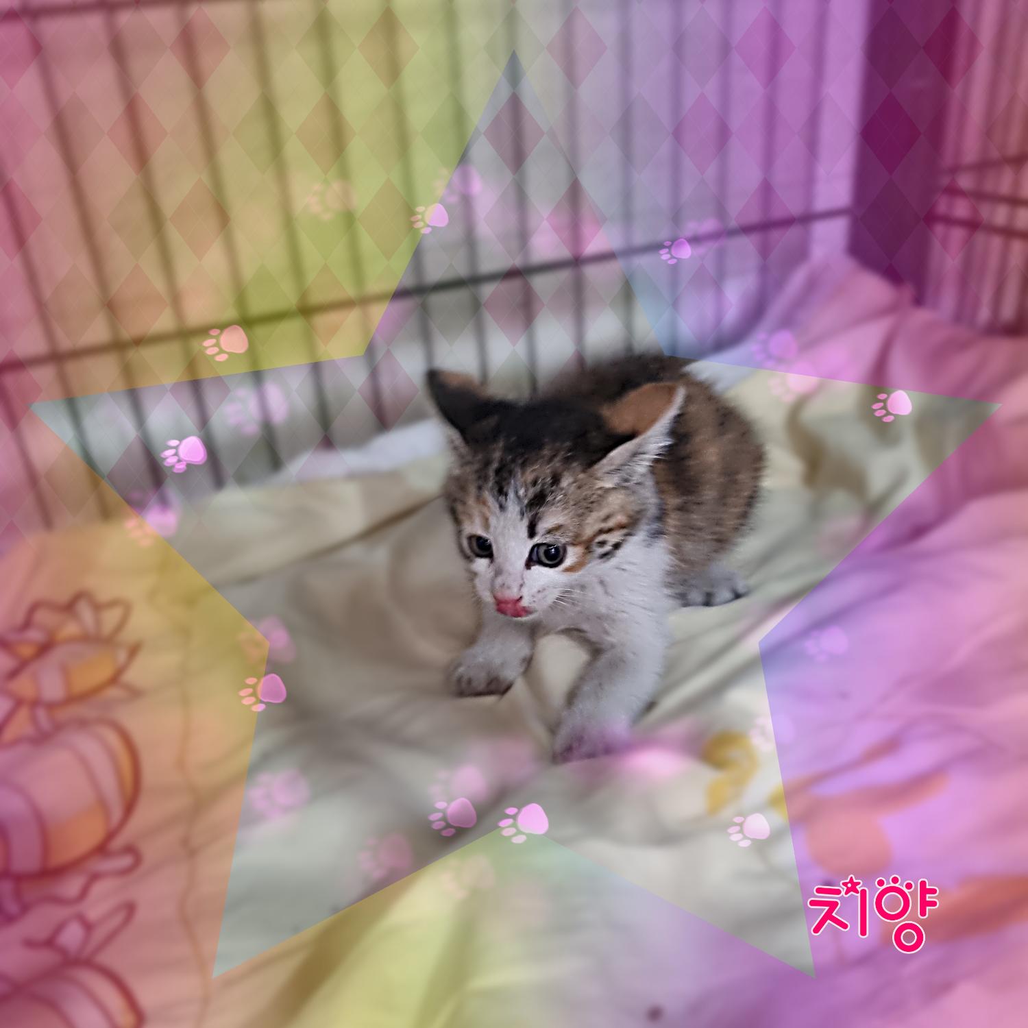 군산유기동물보호센터_445467202300850