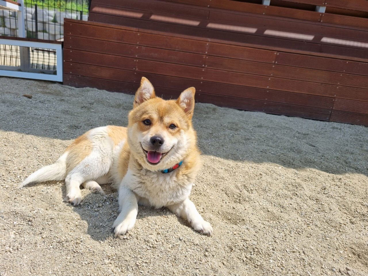 아산동물복지지원센터_444452202300788