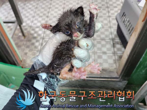 한국동물구조관리협회_411323202300403