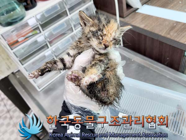 한국동물구조관리협회_441560202300571
