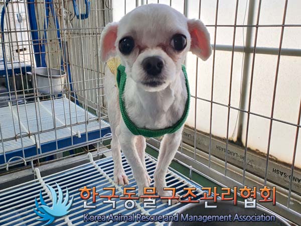 한국동물구조관리협회_441392202300077