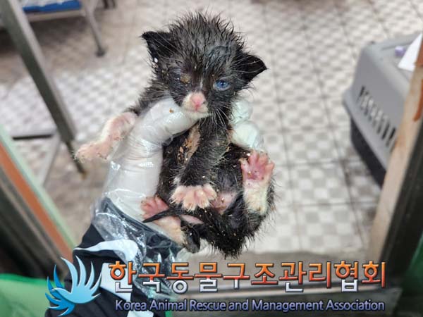 한국동물구조관리협회_411323202300402