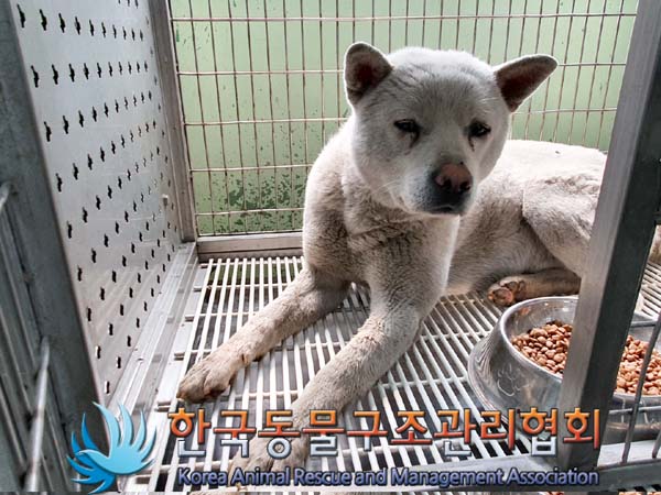 한국동물구조관리협회_441560202300567