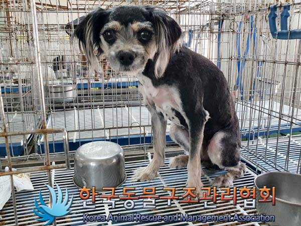 한국동물구조관리협회_441409202300750