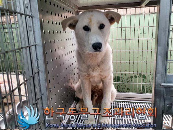 한국동물구조관리협회_441406202300657