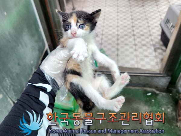 한국동물구조관리협회_441409202300754