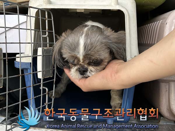 한국동물구조관리협회_441382202300331