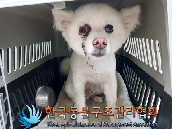 한국동물구조관리협회_441409202300753