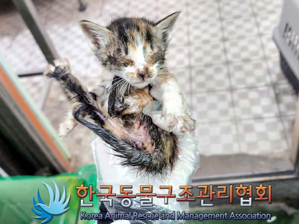 한국동물구조관리협회_441560202300570