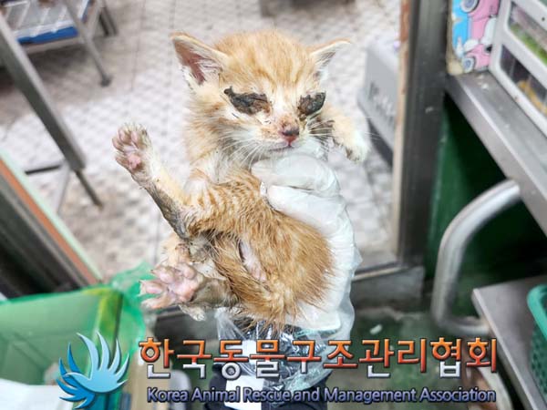 한국동물구조관리협회_441560202300568