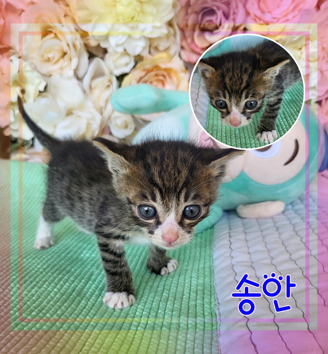 군산유기동물보호센터_445467202300857
