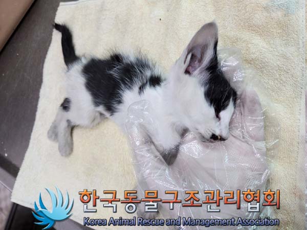 한국동물구조관리협회_411315202300335