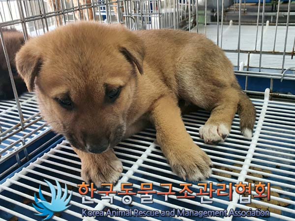 한국동물구조관리협회_411312202300308