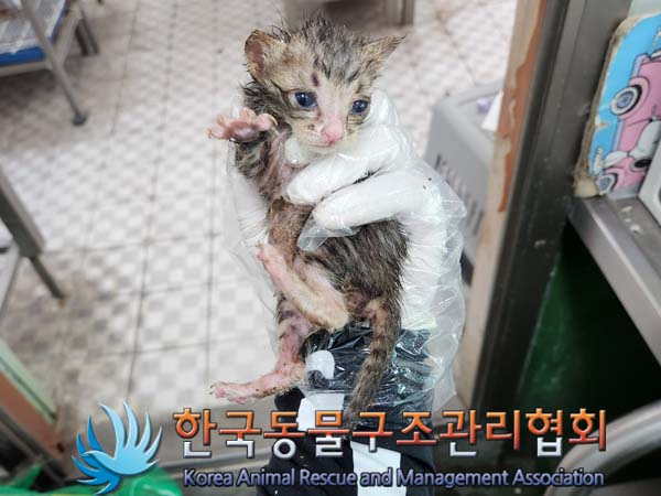 한국동물구조관리협회_411323202300404
