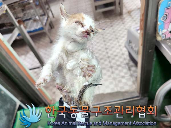 한국동물구조관리협회_441560202300569