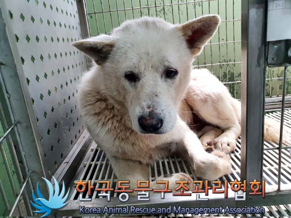 한국동물구조관리협회_441406202300656