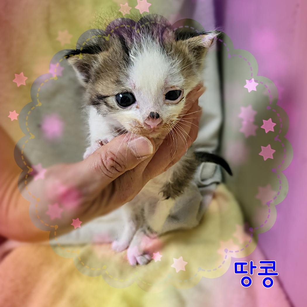 군산유기동물보호센터_445467202300851