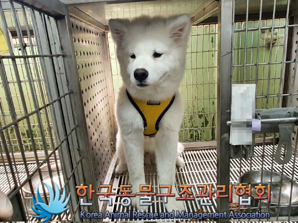 한국동물구조관리협회_411322202300324