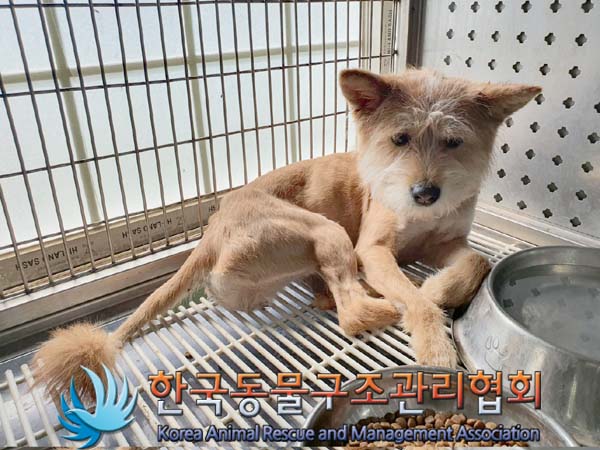 한국동물구조관리협회_411316202300317
