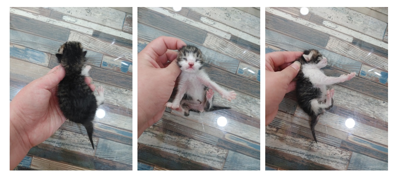 스타캣츠_441393202300799