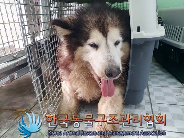 한국동물구조관리협회_441559202300372