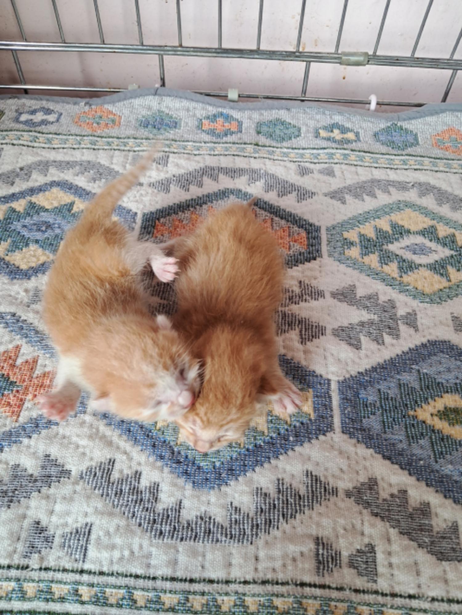 유기동물및관리협회_448535202300665