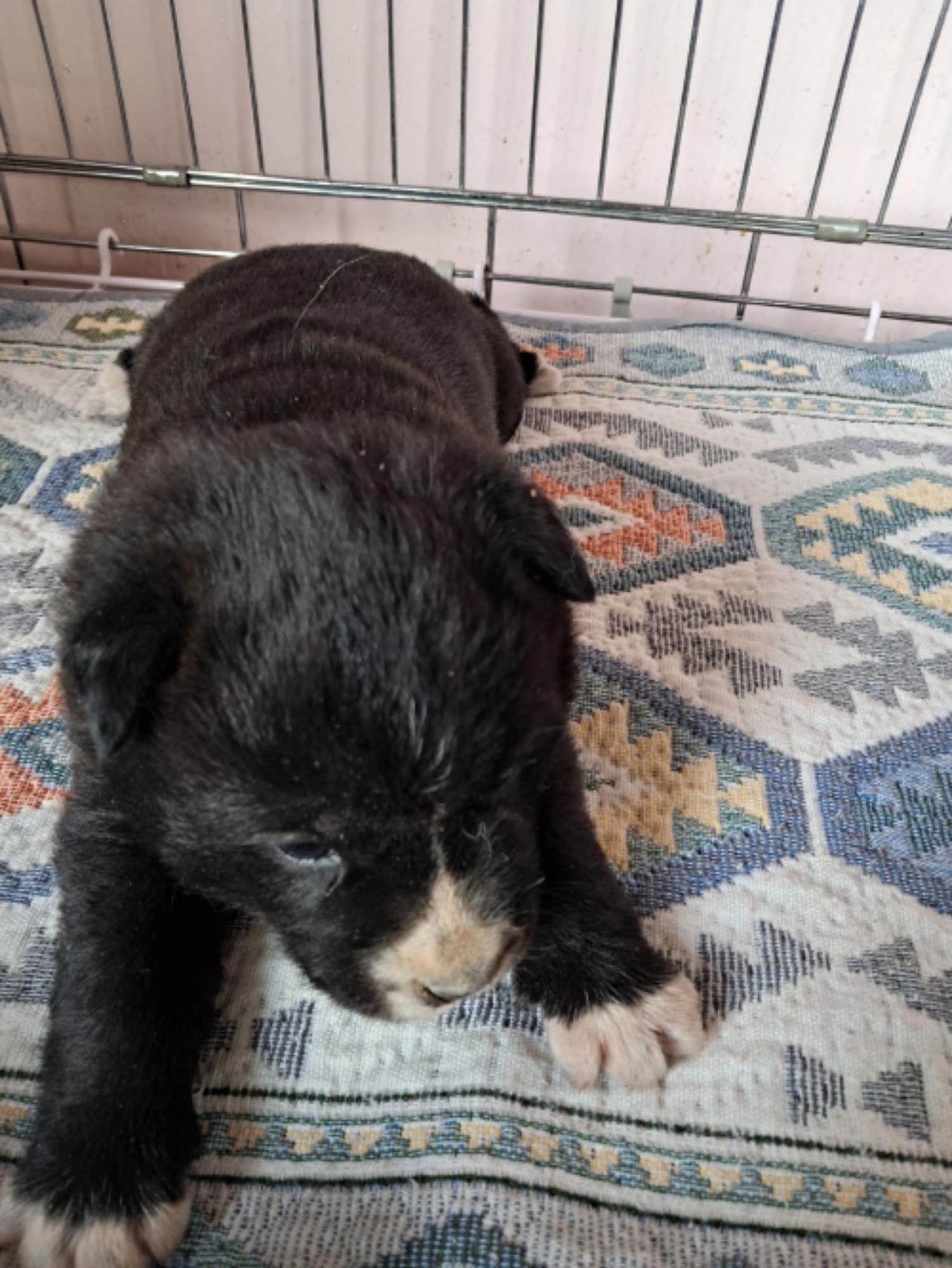 유기동물및관리협회_448535202300663