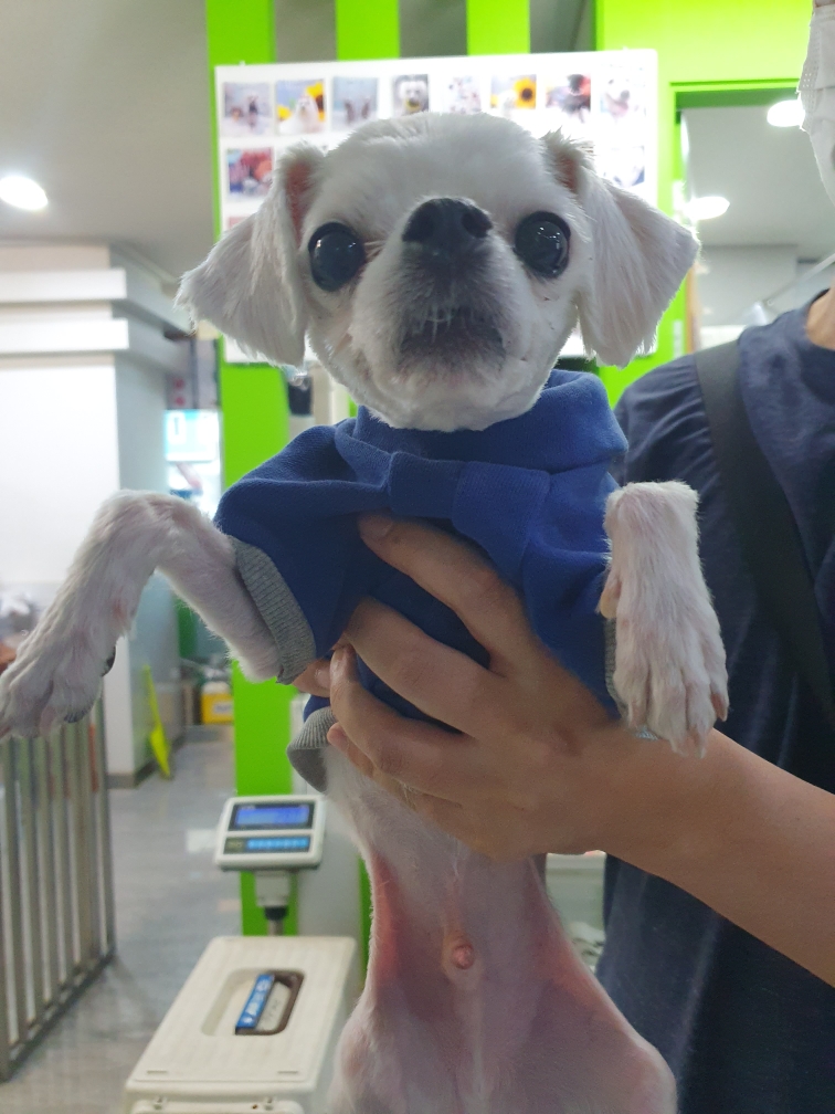 펫앤쉘터동물병원_441378202300856