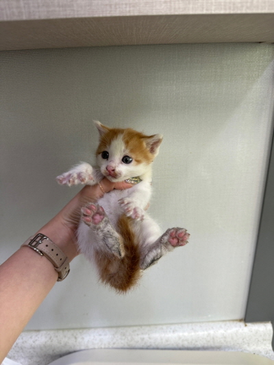 누리동물병원_426333202300366