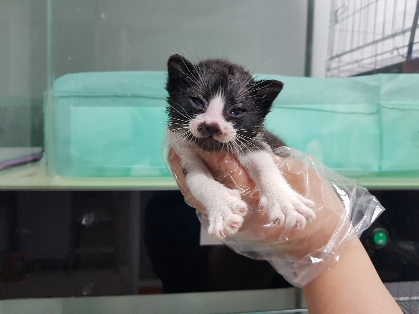 광주TNR동물병원송정_441554202300775