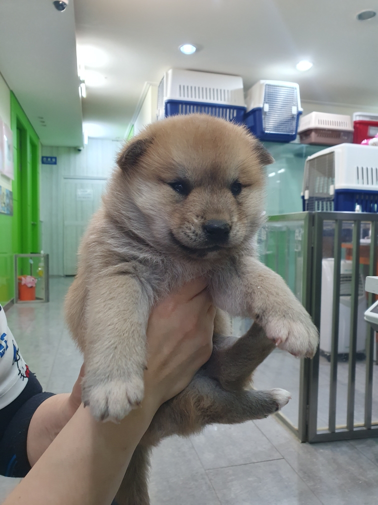 펫앤쉘터동물병원_441378202300858