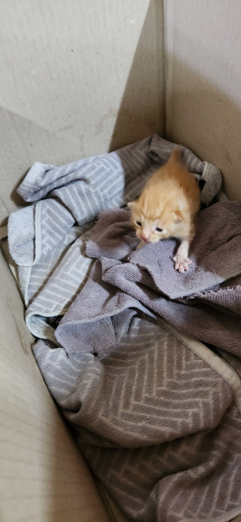 익산유기동물보호소_445468202300991