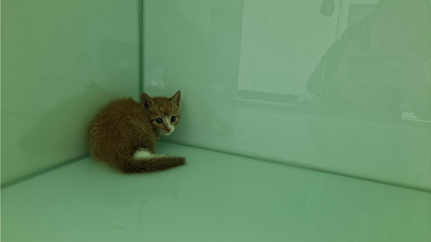 통영시동물보호센터_448533202300228