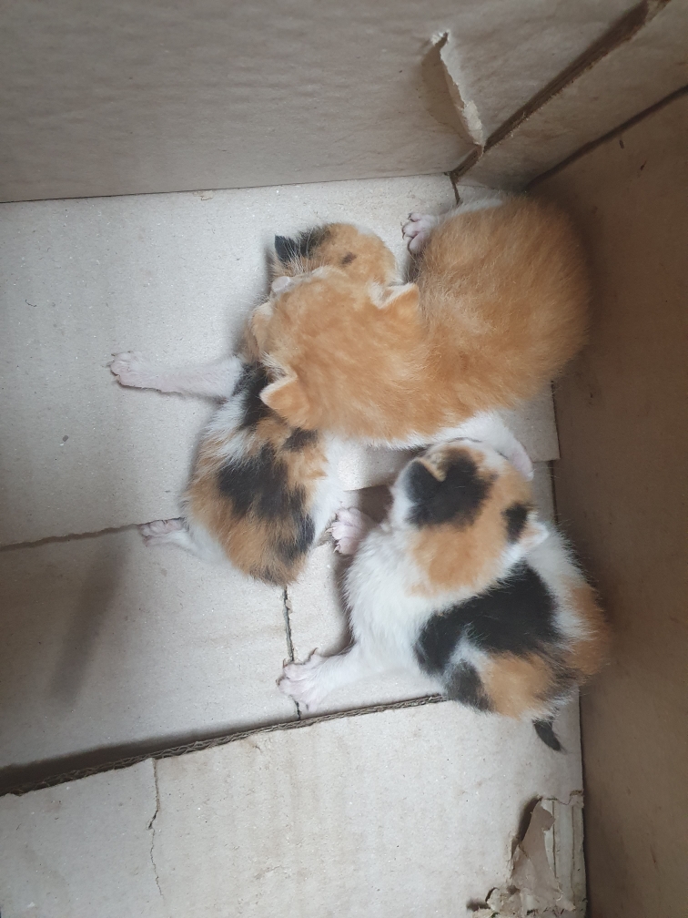최종주동물병원_443444202300289