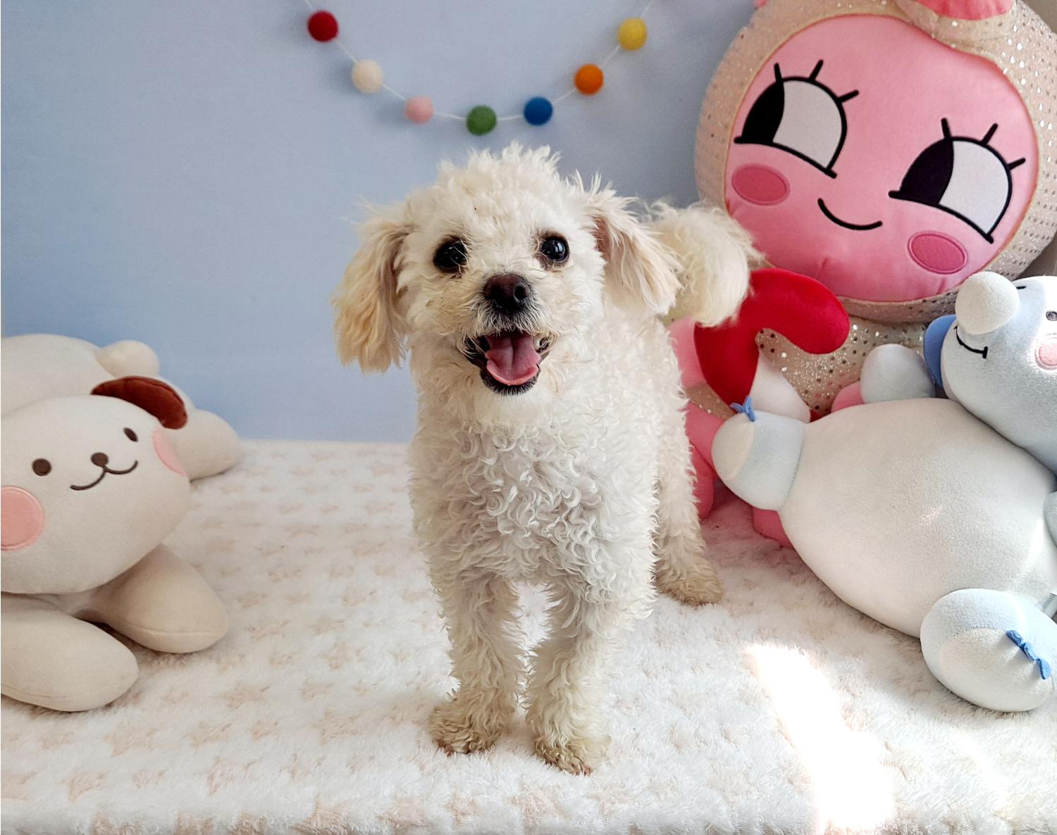 통영시동물보호센터_448533202300236