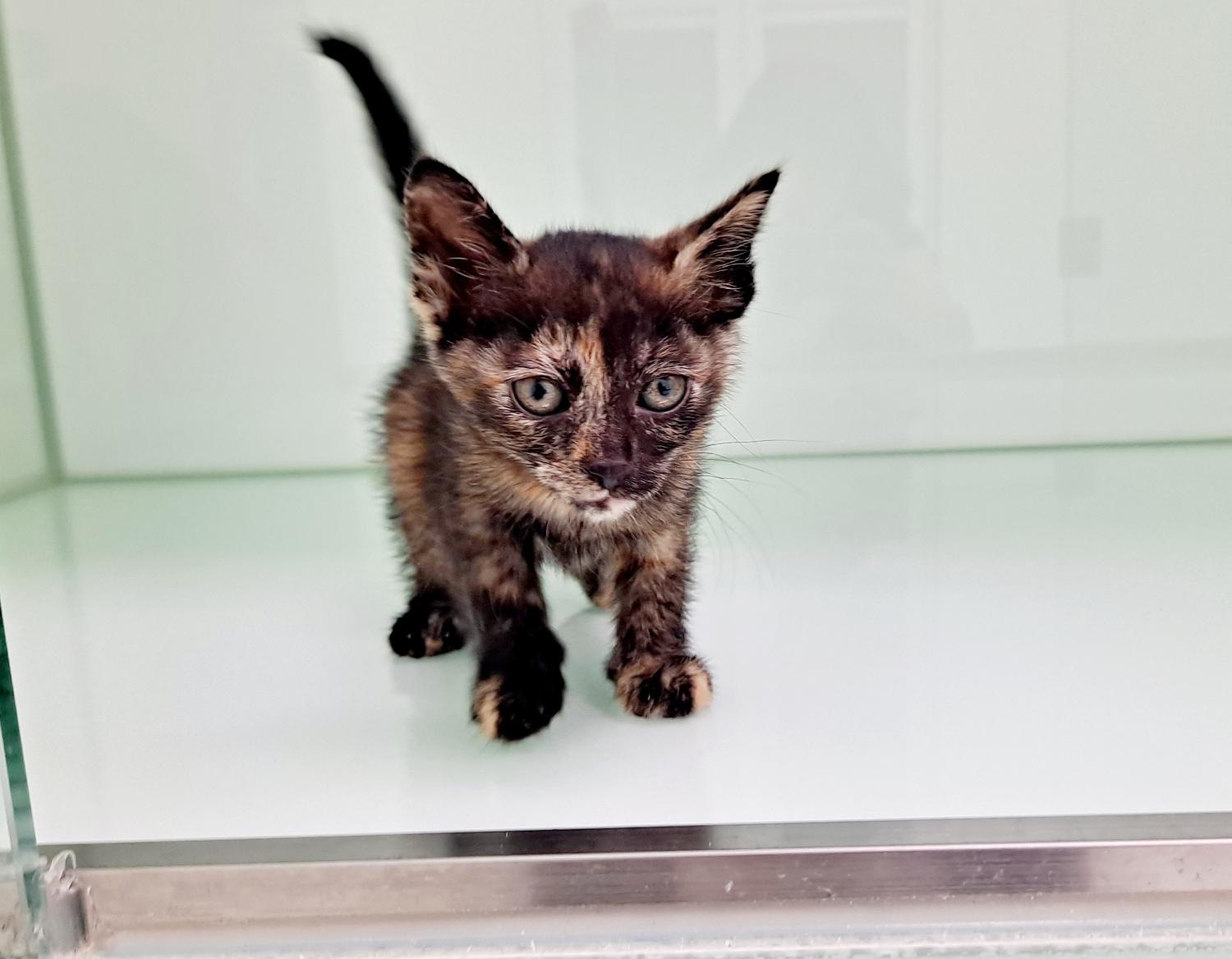 통영시동물보호센터_448533202300233