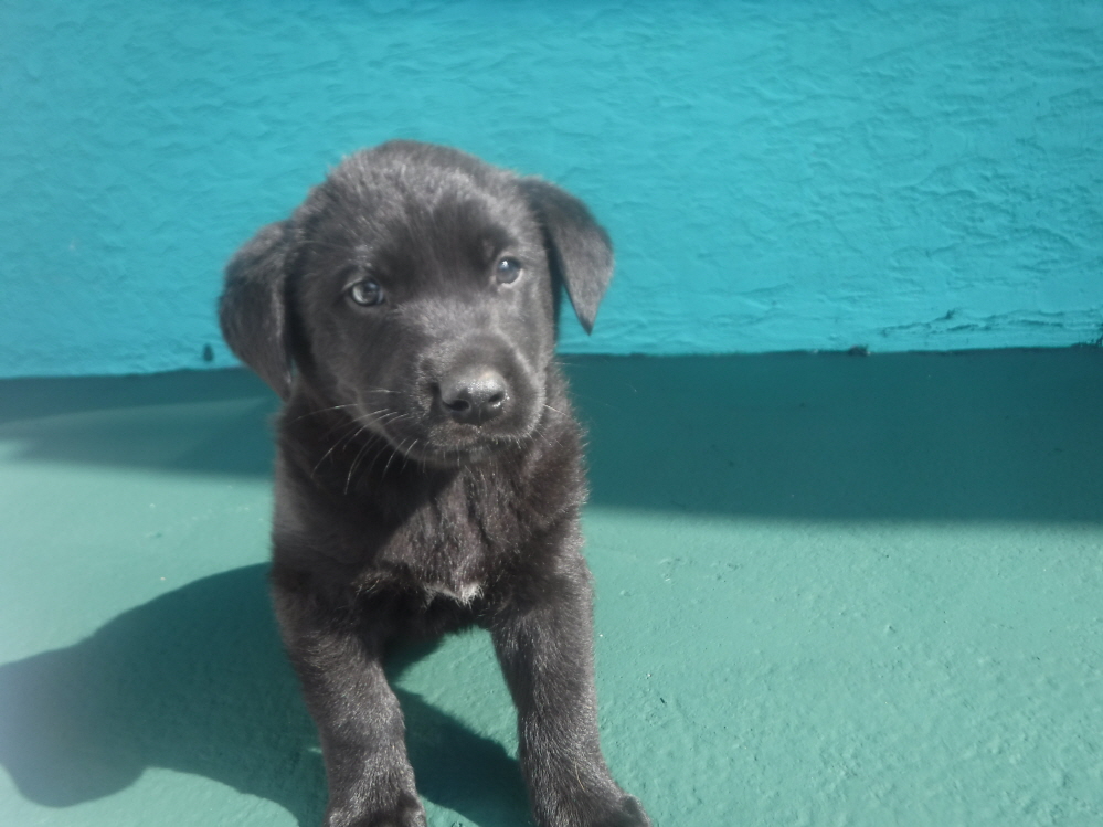 제주 동물보호센터_450650202301610