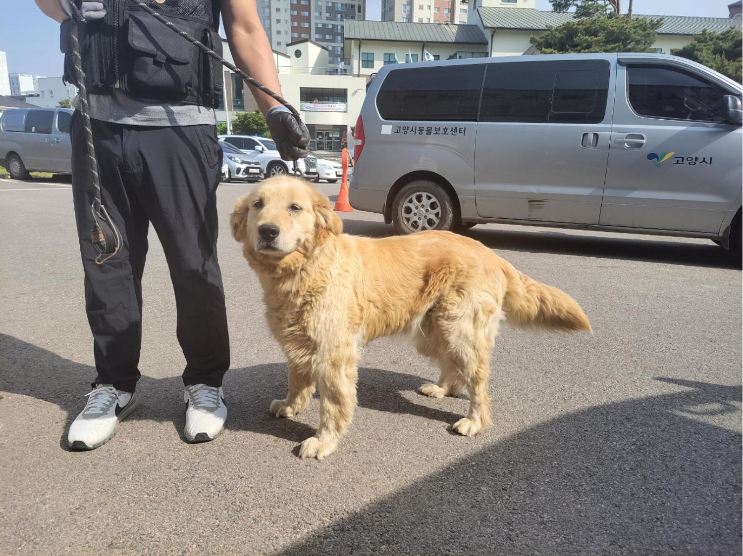 고양시동물보호센터_441394202301041