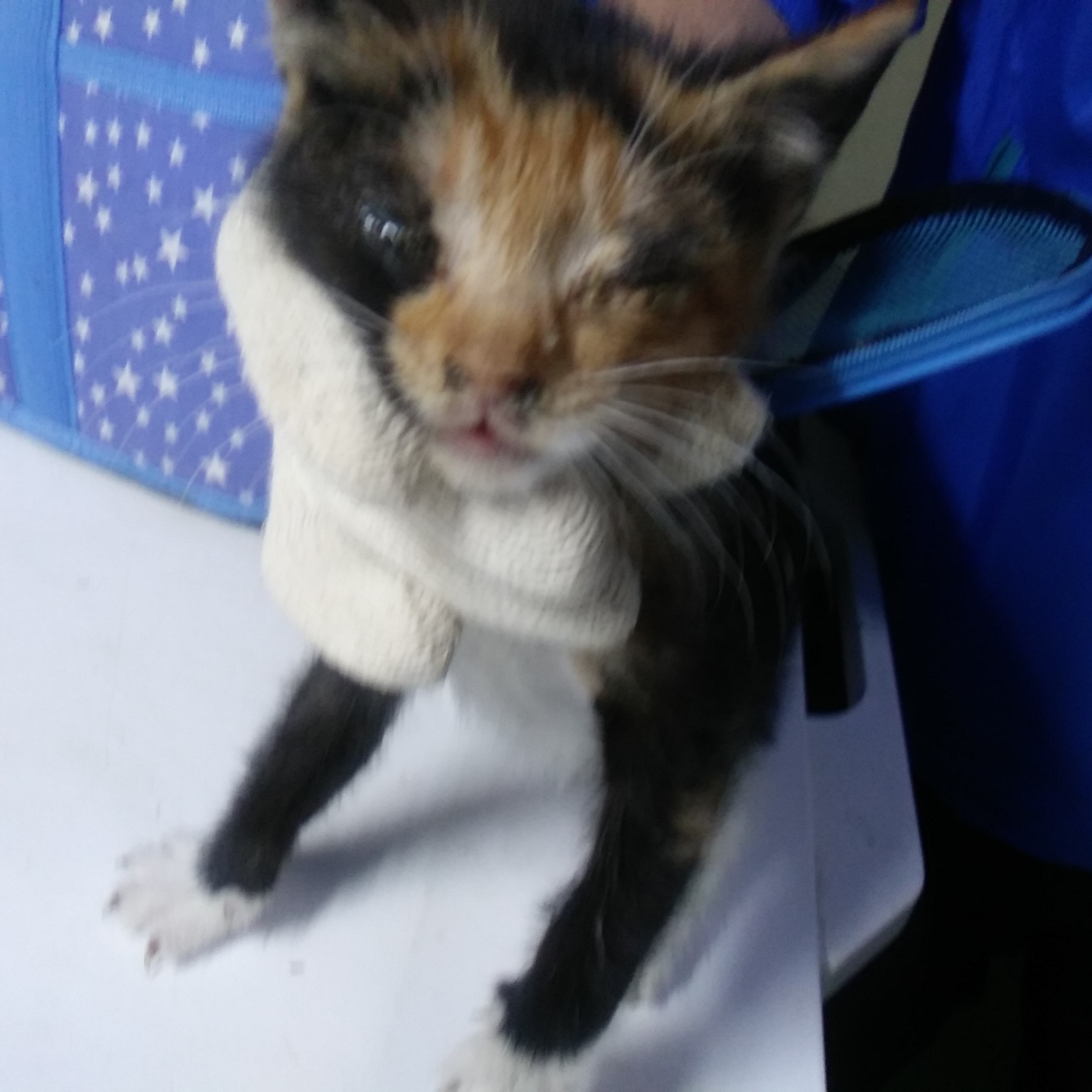 인천광역시수의사회_428351202300391