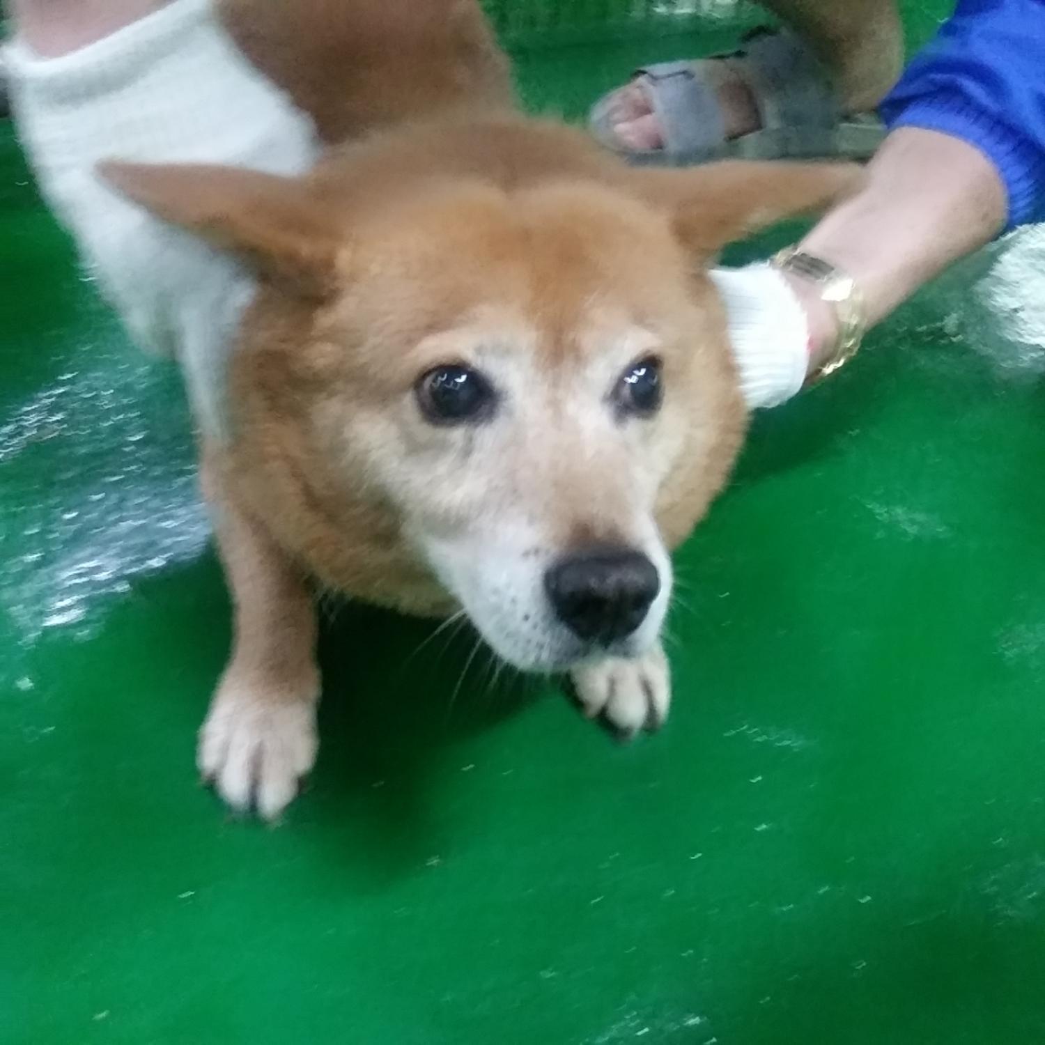 인천광역시수의사회_428351202300397