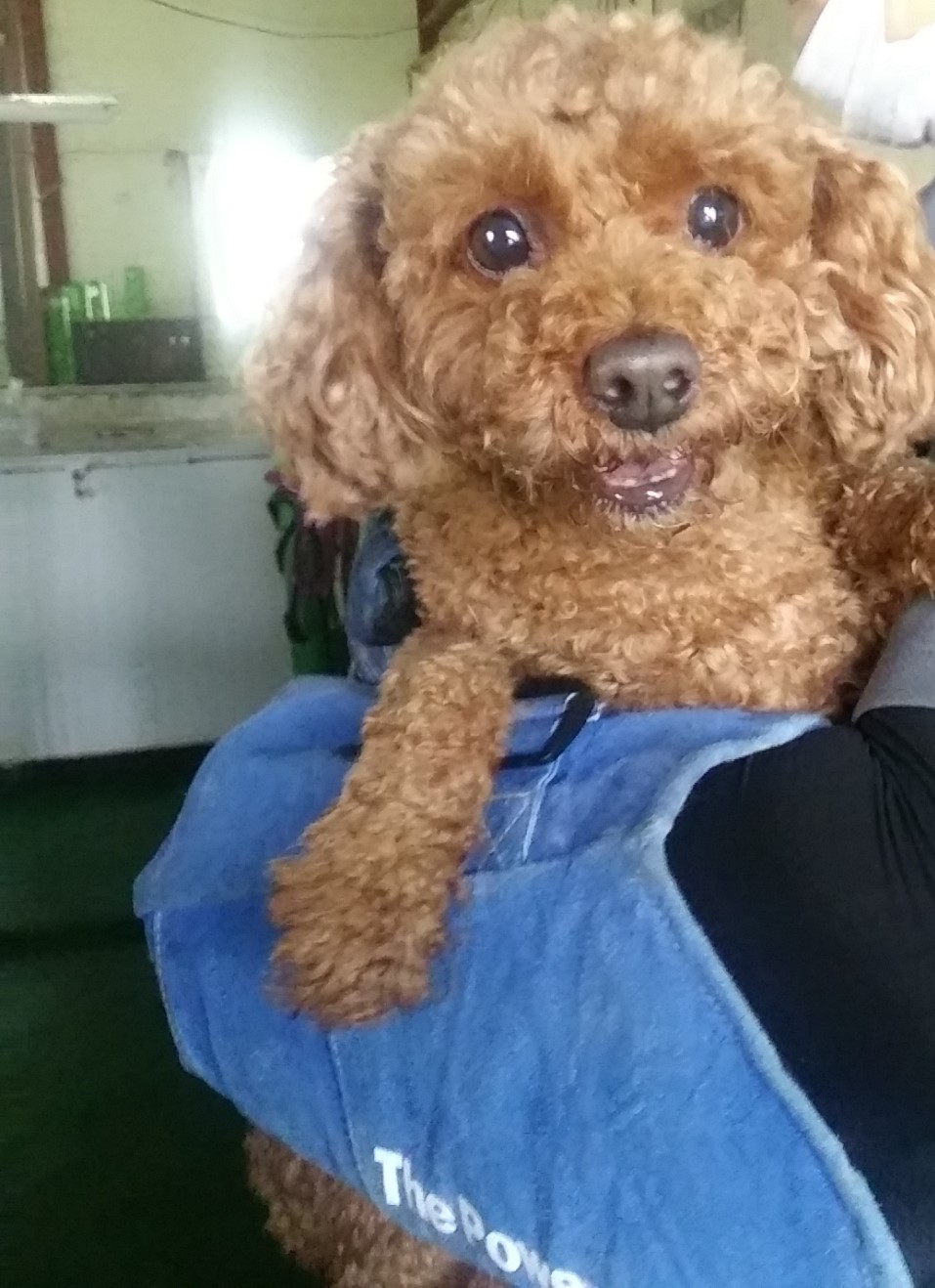 인천광역시수의사회_428353202300628